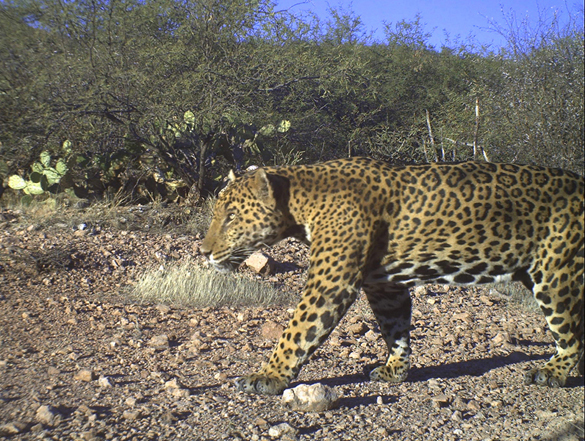 Photo 1 from NORTHERN JAGUAR PROJECT